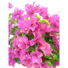 �`�u�[�Q���r���A�`�@�L���C�ȃT�}�[�s���N