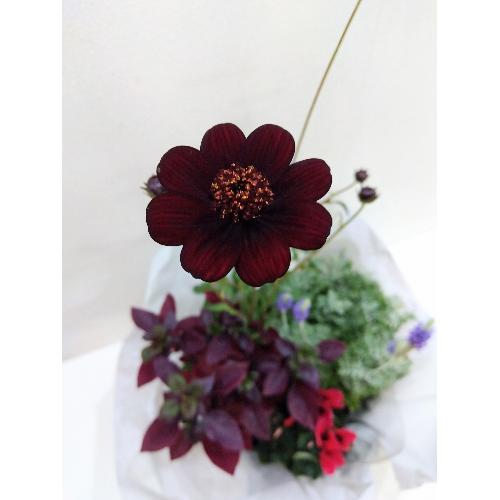 ����̑��蕨�`�`���R���[�g�R�X���X�̃o�X�P�b�g�`