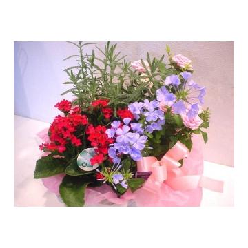 ＜フジテレビフラワーネット＞ 〜ラベンダーカラーの花贈り〜