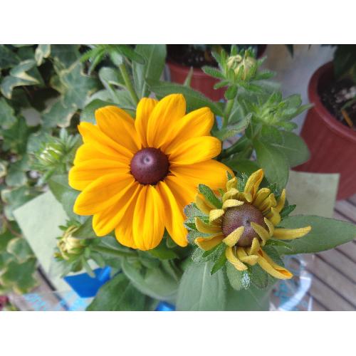 ���������o�X�P�b�g�@�`�O���[�`4