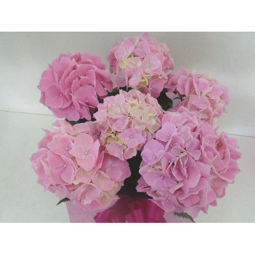 DsÑAWTC@GCvENB[3