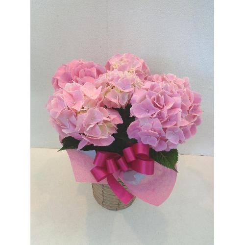 DsÑAWTC@GCvENB[4