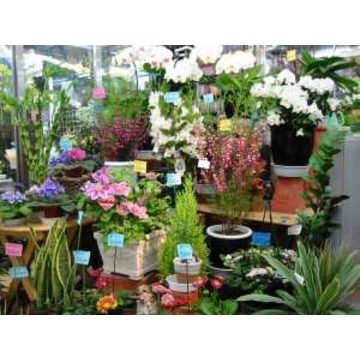 神奈川県秦野市の花屋 フローリスト ホワイト をご紹介 フラワーギフトはプロのお花屋さんにおまかせ フジテレビフラワーネット 神奈川県秦野市の花屋 フローリスト ホワイト をご紹介 フラワーギフトはプロのお花屋さんにおまかせ フジテレビフラワーネット