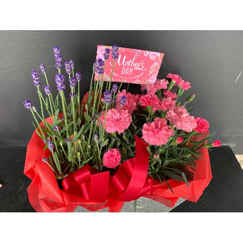 ���x���_�[�ƃJ�[�l�[�V�����̊񂹔��R�T�O�O