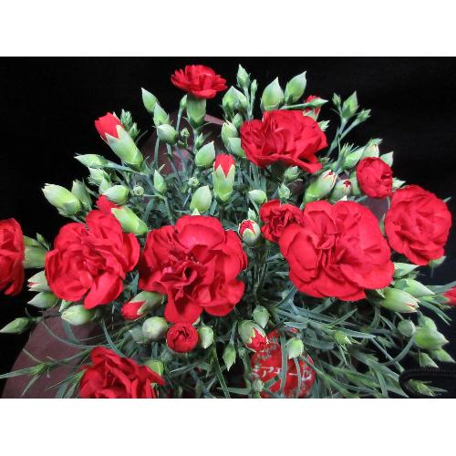 ����ς��̓��͐ԃJ�[�l�[�V�����o�X�P�b�g�t��