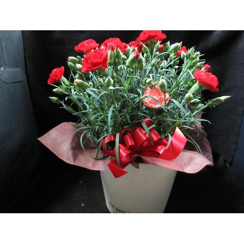 ����ς��̓��͐ԃJ�[�l�[�V�����o�X�P�b�g�t��3