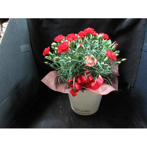 ����ς��̓��͐ԃJ�[�l�[�V�����o�X�P�b�g�t��5