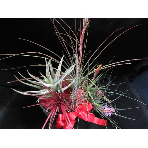 �G�A�[�v�����c�ԕt���Z�b�g