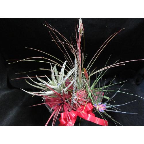 �G�A�[�v�����c�ԕt���Z�b�g2