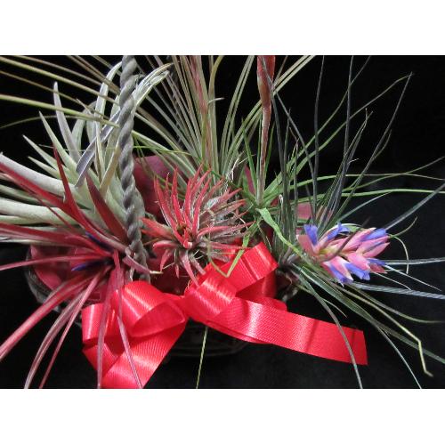 �G�A�[�v�����c�ԕt���Z�b�g3