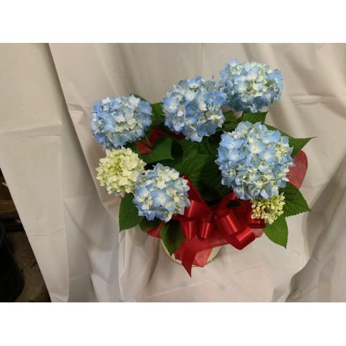 �W���u���[�A�W�T�C�o�X�P�b�g�t��&�����^�I���}�t���[4