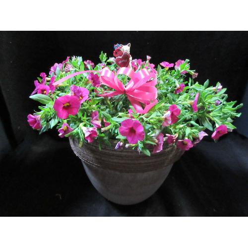 �K�[�f�j���O�D���ȑ��蕨�s���N�J���u���R�A�R���|�[�g�A��