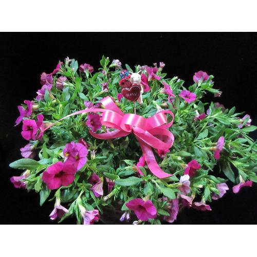 �K�[�f�j���O�D���ȑ��蕨�s���N�J���u���R�A�R���|�[�g�A��2