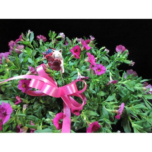 �K�[�f�j���O�D���ȑ��蕨�s���N�J���u���R�A�R���|�[�g�A��5