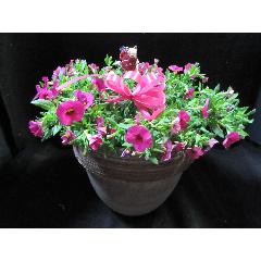 �K�[�f�j���O�D���ȑ��蕨�s���N�J���u���R�A�R���|�[�g�A��