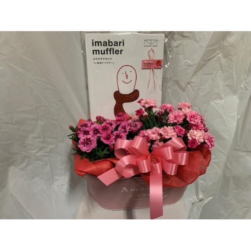 �J�[�l�[�V�����c�C���Z�b�g&�����^�I���}�t���[