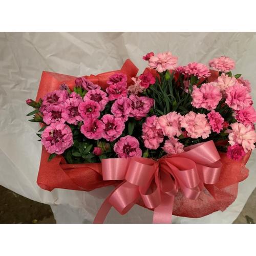 �J�[�l�[�V�����c�C���Z�b�g&�����^�I���}�t���[4