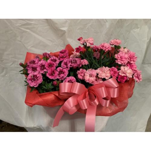 �J�[�l�[�V�����c�C���Z�b�g&�����^�I���}�t���[5