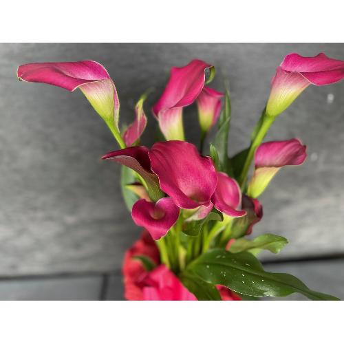 �s���N�J���[�o�X�P�b�g�t��5