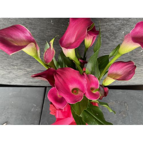 �s���N�J���[�o�X�P�b�g�t��6