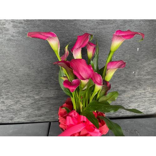 �s���N�J���[�o�X�P�b�g�t��7
