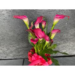�s���N�J���[�o�X�P�b�g�t��