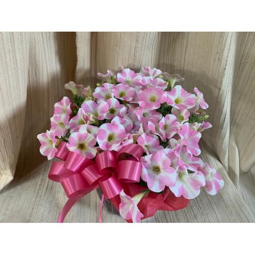 �K�[�f�j���O�D���ȑ��蕨�����C���n�[�g�o�X�P�b�g�t��2