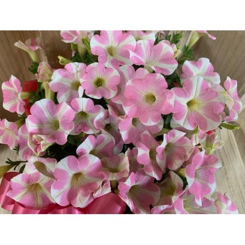 �K�[�f�j���O�D���ȑ��蕨�����C���n�[�g�o�X�P�b�g�t��3