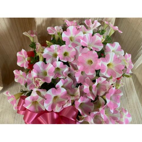 �K�[�f�j���O�D���ȑ��蕨�����C���n�[�g�o�X�P�b�g�t��4