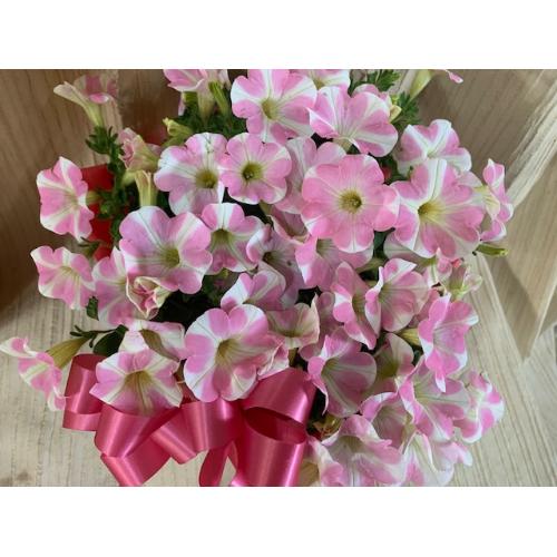 �K�[�f�j���O�D���ȑ��蕨�����C���n�[�g�o�X�P�b�g�t��5