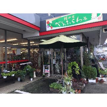 栃木県宇都宮市の花屋 ベルフラワー をご紹介 フラワーギフトはプロのお花屋さんにおまかせ フジテレビフラワーネット
