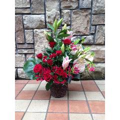 �ҥХ�ߥ����ꥪ�����ȡ���Х����åȡ�3011