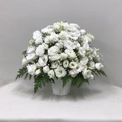 ڶ֡ۥȥ륳祦ȥߥΥ(H50)