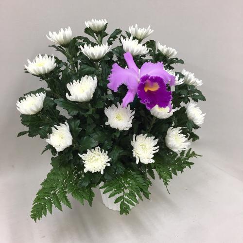【供花】カトレアと菊のアレンジメントW(H50)3