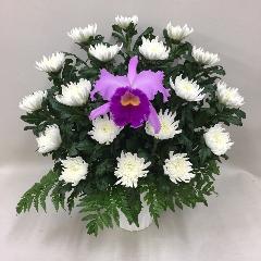 ڶ֡ۥȥ쥢ȵƤΥ󥸥W(H50)