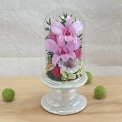 �v���U�[�u�h�t�����[���ԃK���X�h�[���s���N�@����