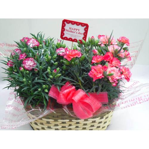 �J�[�l�[�V�����o�X�P�b�g�i���F�nMIX�j