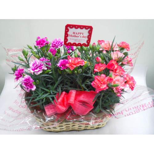 �J�[�l�[�V�����o�X�P�b�g�i���F�nMIX�j2