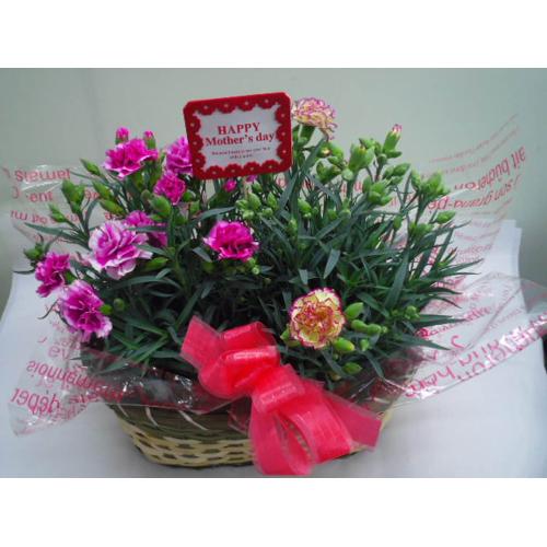 �J�[�l�[�V�����o�X�P�b�g�i���F�nMIX�j3