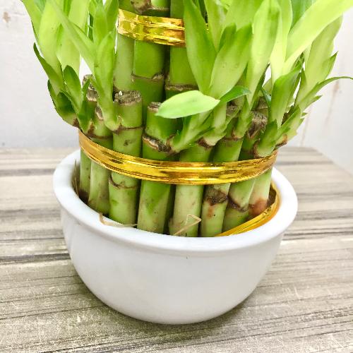 縁起竹 風水 タワー型 ミリオンバンブー ラッキーバンブー 3段 陶器鉢 ホワイト 花屋 Plants Shop Olive のオリジナル商品 フラワーギフトはプロのお花屋さんにおまかせ フジテレビフラワーネット 縁起竹 風水 タワー型 ミリオンバンブー ラッキーバンブー 3段 陶器鉢 ホワイト 花屋 Plants Shop Olive のオリジナル商品 フラワーギフトはプロのお花屋さんにおまかせ フジテレビフラワーネット