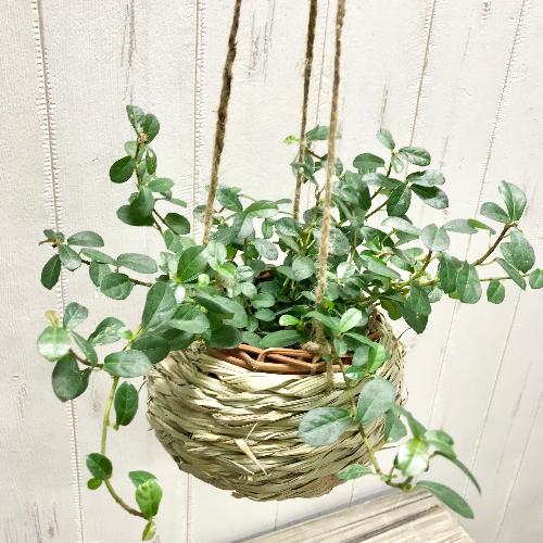 tBJX VO  i`oXPbg  ݂蔫  cKW}  {[nMO2