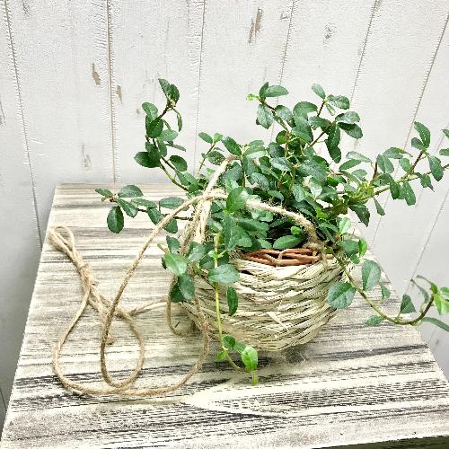 tBJX VO  i`oXPbg  ݂蔫  cKW}  {[nMO4