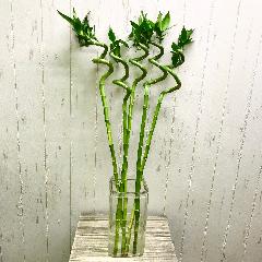 FǍD   K^|@@XpCou[@70-75cm  5{