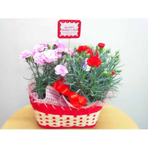 �J�[�l�[�V�����o�X�P�b�g�i���b�h���s���N�j