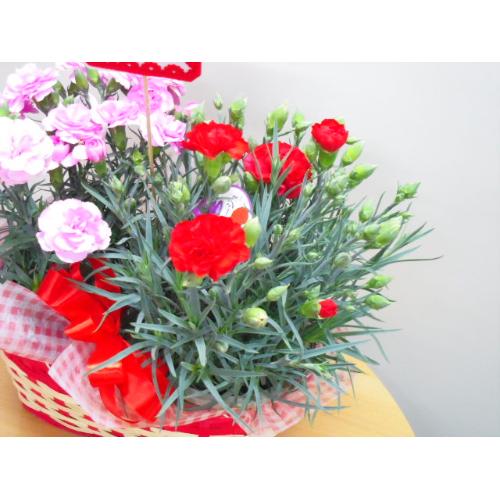 �J�[�l�[�V�����o�X�P�b�g�i���b�h���s���N�j2