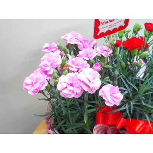 �J�[�l�[�V�����o�X�P�b�g�i���b�h���s���N�j3