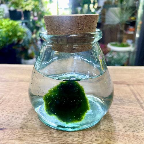 �����Ȗ����̃}���� �K���X�r����i�Đ��K���X�~�R���N�j�M�t�g�ɂ���������