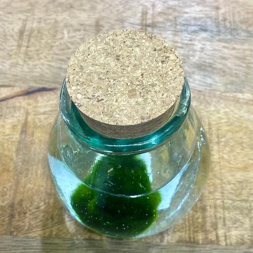 �����Ȗ����̃}���� �K���X�r����i�Đ��K���X�~�R���N�j�M�t�g�ɂ���������2