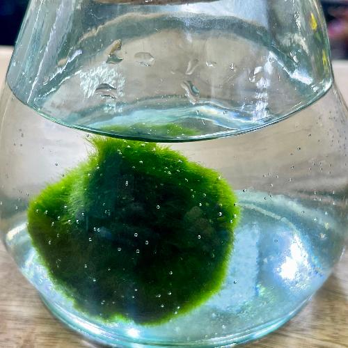 �����Ȗ����̃}���� �K���X�r����i�Đ��K���X�~�R���N�j�M�t�g�ɂ���������3