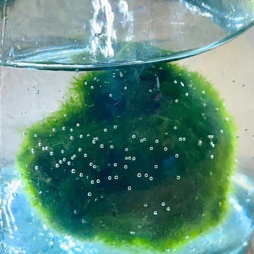 �����Ȗ����̃}���� �K���X�r����i�Đ��K���X�~�R���N�j�M�t�g�ɂ���������6